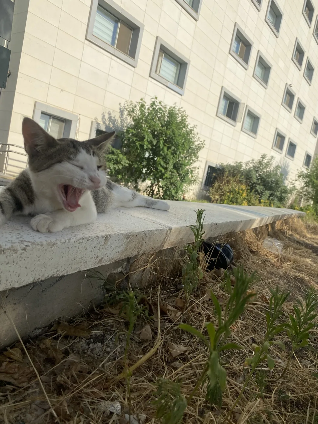 Fotoğraf